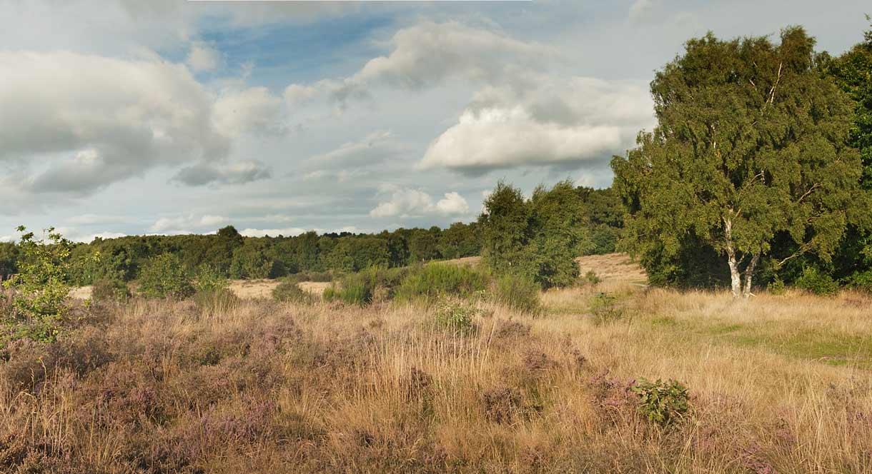 Highgate Common, photo by David Wain